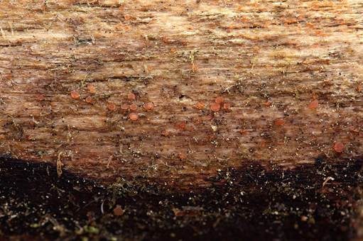Blassorangefarbenes Knopfbecherchen, Foto 4
