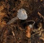 Pferdemist-Tintling, Foto 15