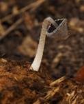 Pferdemist-Tintling, Foto 20