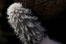 Pferdemist-Tintling, Foto 25