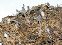 Pferdemist-Tintling, Foto 27