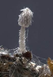 Pferdemist-Tintling, Foto 5