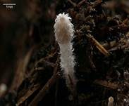Pferdemist-Tintling, Foto 6