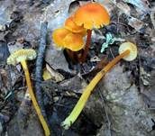 Pfifferlingsähnlicher Saftling, Foto 13
