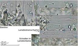 Pfifferlingsähnlicher Saftling, Foto 22