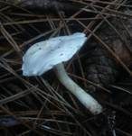 Pfifferlingstrichterling, Foto 2