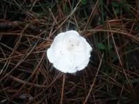 Pfifferlingstrichterling, Foto 3