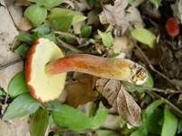 Pfirsichfarbener Filzröhrling, Foto 23