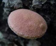 Pfirsichfarbener Filzröhrling, Foto 24