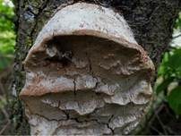 Pflaumen-Feuerschwamm, Foto 14