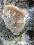 Pflaumen-Feuerschwamm, Foto 16