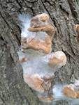 Pflaumen-Feuerschwamm, Foto 17
