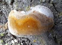 Pflaumen-Feuerschwamm, Foto 18