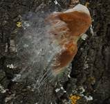 Pflaumen-Feuerschwamm, Foto 20