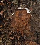 Pflaumen-Feuerschwamm, Foto 22