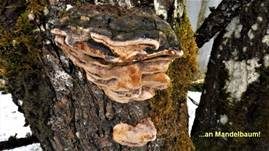 Pflaumen-Feuerschwamm, Foto 32