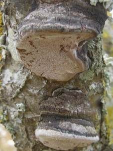 Pflaumen-Feuerschwamm, Foto 6