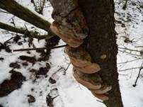 Pflaumen-Feuerschwamm, Foto 8
