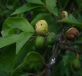 Pflaumen-Narrentasche, Foto 2