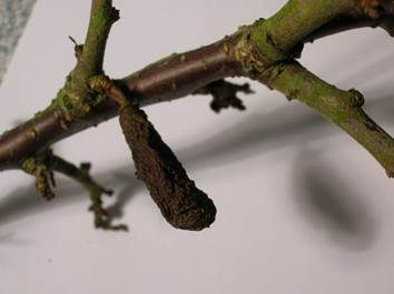 Pflaumen-Narrentasche, Foto 5