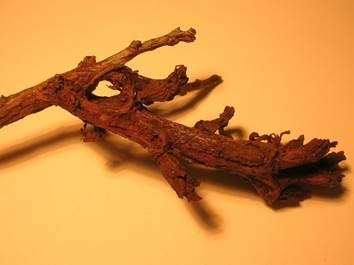 Pflaumen-Narrentasche, Foto 6