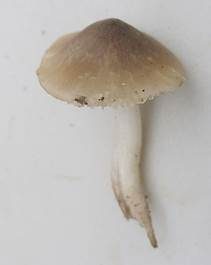 Blassrandiger Saftling, Foto 5