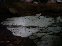 Pfriemzystiden-Lyozystidenrindenpilz, Foto 6