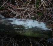 Pfriemzystiden-Lyozystidenrindenpilz, Foto 7