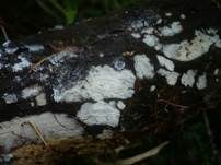Pfriemzystiden-Lyozystidenrindenpilz, Foto 8
