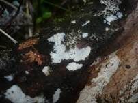 Pfriemzystiden-Lyozystidenrindenpilz, Foto 10