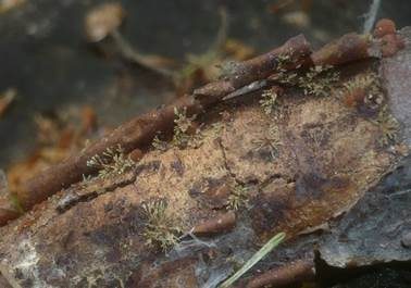 Pilzspinne, Foto 2