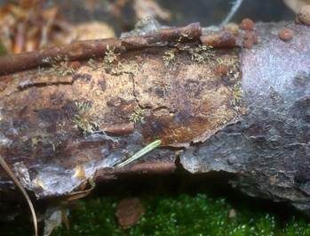 Pilzspinne, Foto 3