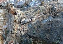 Pilzspinne, Foto 12