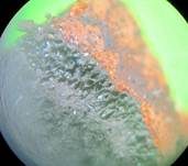 Pilzspinne, Foto 13