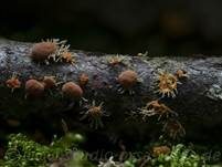 Pilzspinne, Foto 14