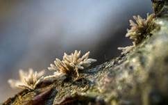 Pilzspinne, Foto 15