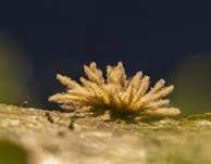 Pilzspinne, Foto 16
