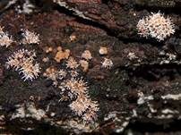 Pilzspinne, Foto 18