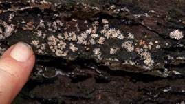 Pilzspinne, Foto 19