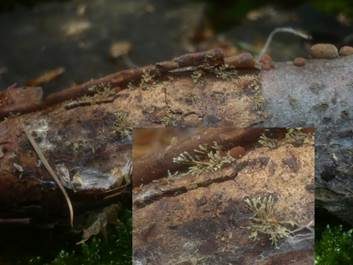 Pilzspinne, Foto 4