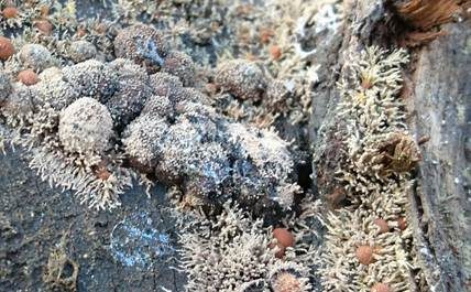 Pilzspinne, Foto 5