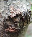 Pilzspinne, Foto 6