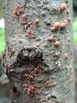 Pilzspinne, Foto 7