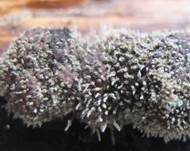 Pilzspinne, Foto 9