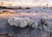 Pilzspinne, Foto 10