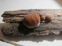 Pilzspinne, Foto 11