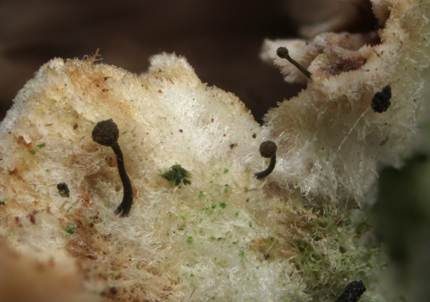 Pilz-Stecknadelflechte, Foto 2