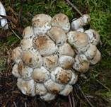 Pinselfaserling, Foto 16