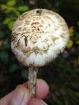Pinselfaserling, Foto 28