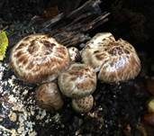 Pinselfaserling, Foto 11